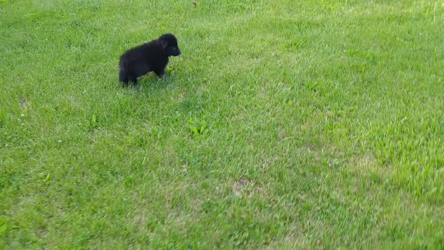 Video preview image #1 Belgian Sheepdog Puppy For Sale in HAMILTON, MO, USA