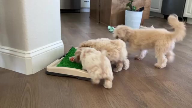 Video preview image #6 Bichpoo Puppy For Sale in NORTH PORT, FL, USA