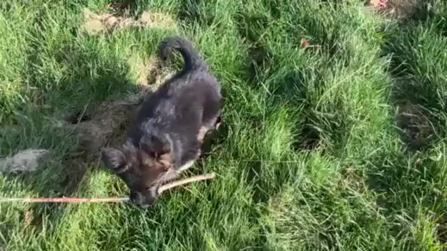 Video preview image #2 German Shepherd Dog Puppy For Sale in WALLA WALLA, WA, USA