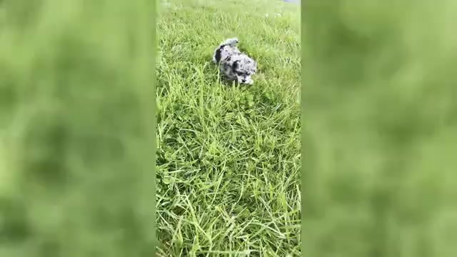 Video preview image #12 Maltipoo (Miniature) Puppy For Sale in WARSAW, IN, USA