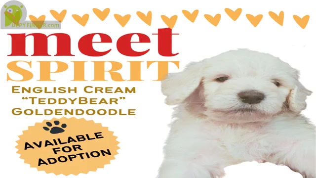 Video preview image #9  Breeder Profile in BROOMFIELD, CO, USA