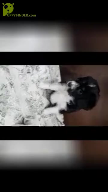 Video preview image #6 Aussiedoodle Miniature  Puppy For Sale in SHIPSHEWANA, IN, USA