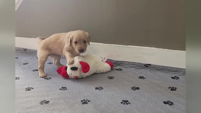 Video preview image #1 Golden Retriever Puppy For Sale in THOMASTON, ME, USA