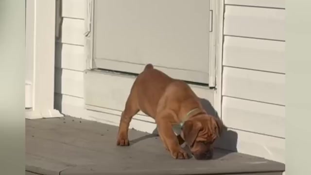 Video preview image #3 Cane Corso Puppy For Sale in MARION, OH, USA