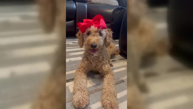 Video preview image #1 Goldendoodle (Miniature) Puppy For Sale in MENIFEE, CA, USA