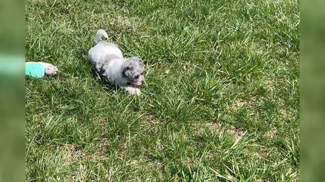Video preview image #17 Morkie Puppy For Sale in WARSAW, IN, USA