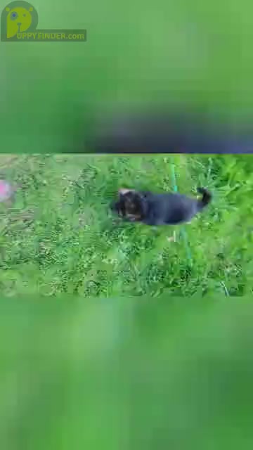 Video preview image #5 German Shepherd Dog Puppy For Sale in WATERLOO, NY, USA
