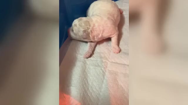 Video preview image #6 Poochon Puppy For Sale in AUBURN, MA, USA