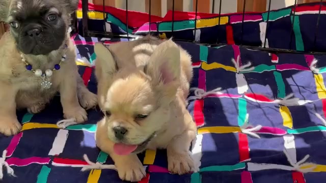 Video preview image #1 French Bulldog Puppy For Sale in GRANDVIEW, WA, USA