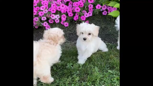 Video preview image #1 Cav-A-Malt Puppy For Sale in ROCK STREAM, NY, USA