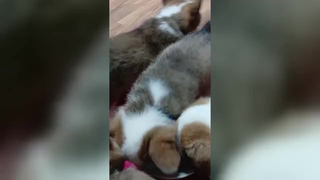 Video preview image #1 Pembroke Welsh Corgi Puppy For Sale in REDKEY, IN, USA