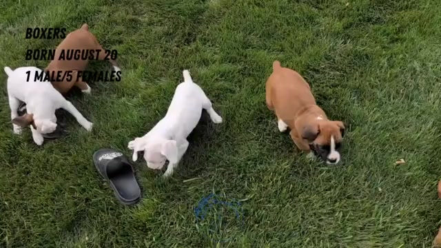 Video preview image #5 Boxer Puppy For Sale in GOSHEN, IN, USA