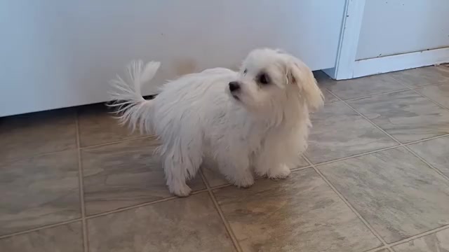 Video preview image #9 Maltese Puppy For Sale in BEAR RIVER, WY, USA