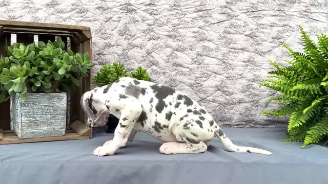 Video preview image #2 Great Dane Puppy For Sale in WAKARUSA, IN, USA