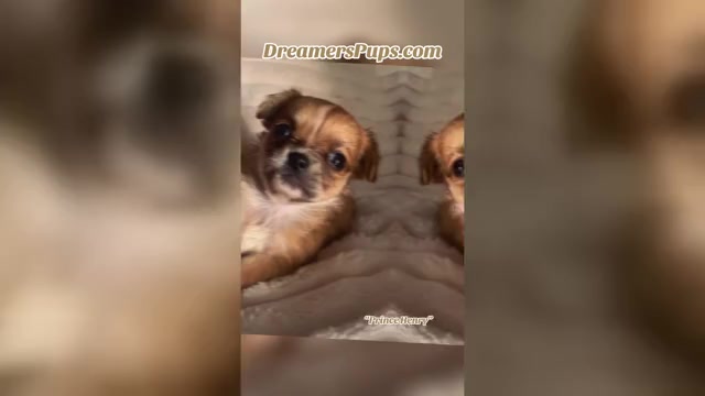 Video preview image #1 Chihuahua Puppy For Sale in ADAMSVILLE, TN, USA
