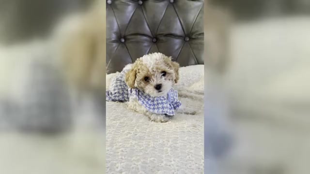 Video preview image #2 Maltipoo Puppy For Sale in MANHATTAN BEACH, CA, USA