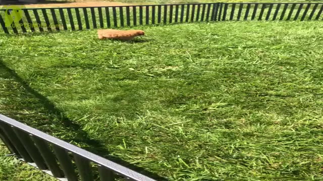 Video preview image #5 Poodle (Miniature) Puppy For Sale in WARSAW, IN, USA