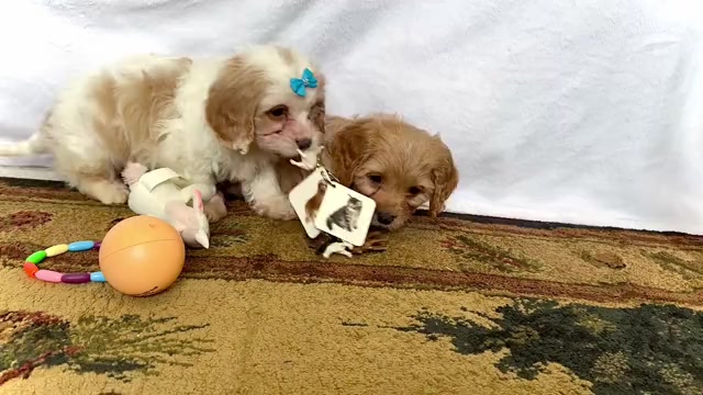 Video preview image #2 Cavapoo (Miniature) Puppy For Sale in WAKARUSA, IN, USA