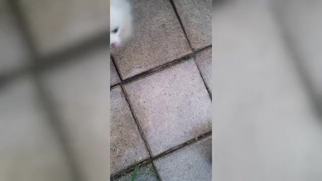 Video preview image #2 Pomeranian Puppy For Sale in TITUSVILLE, FL, USA