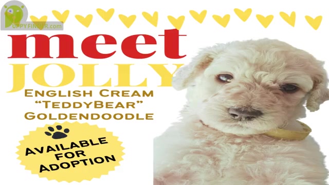 Video preview image #11  Breeder Profile in BROOMFIELD, CO, USA