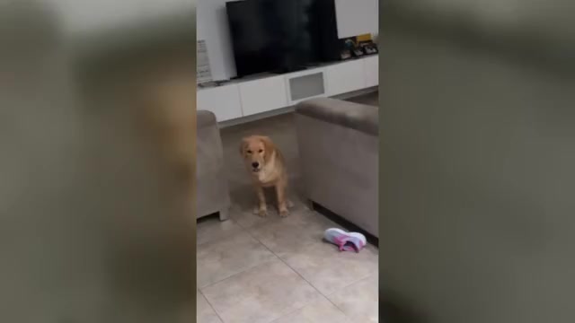 Video preview image #1 English Cream Golden Retriever Puppy For Sale in ORLANDO, FL, USA