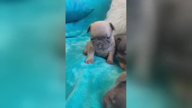 Video preview image #1 French Bulldog Puppy For Sale in PHOENIX, AZ, USA