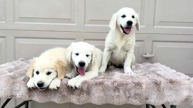 Video preview image #1 English Cream Golden Retriever Puppy For Sale in WAKARUSA, IN, USA