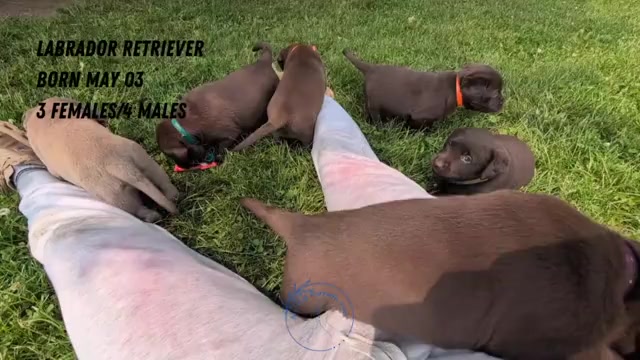 Video preview image #3 Labrador Retriever Puppy For Sale in GOSHEN, IN, USA