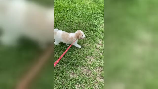 Video preview image #1 Goldendoodle mix (+ Poodle Standard) Puppy For Sale in TAMPA, FL, USA