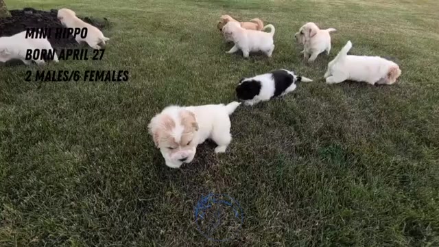 Video preview image #5 Cocker-Pei Puppy For Sale in GOSHEN, IN, USA
