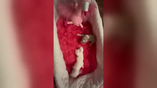 Video preview image #1 Chihuahua Puppy For Sale in TRACY, CA, USA