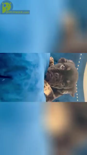 Video preview image #4 French Bulldog Puppy For Sale in KANSAS CITY, MO, USA