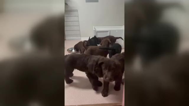 Video preview image #1 Labradoodle Puppy For Sale in TUPELO, MS, USA