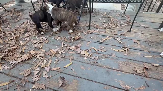 Video preview image #17 Boxer Puppy For Sale in RALEIGH, NC, USA