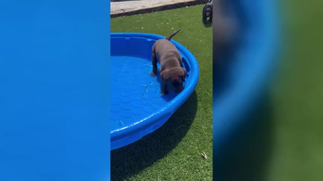 Video preview image #3 Labrador Retriever Puppy For Sale in BUCKEYE, AZ, USA