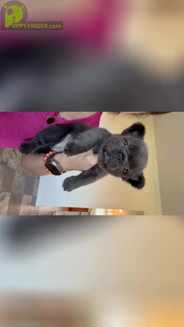 Video preview image #1 French Bulldog Puppy For Sale in ARCHDALE, NC, USA