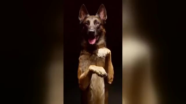 Video preview image #7 Belgian Malinois Puppy For Sale in S CHARLESTON, WV, USA