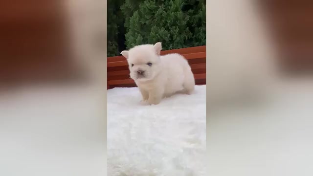 Video preview image #1 French Bulldog Puppy For Sale in SAN DIEGO, CA, USA