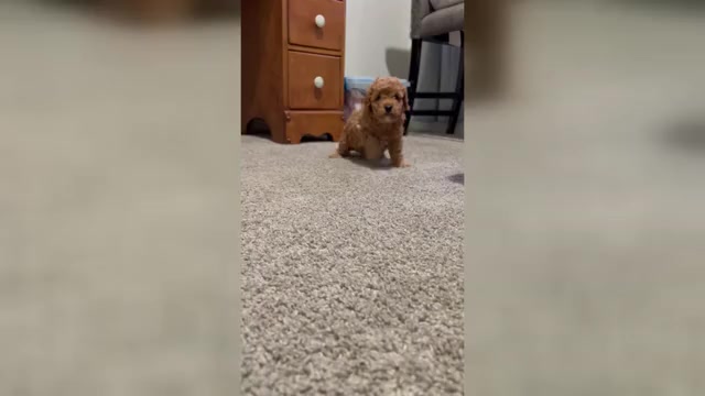 Video preview image #2 Cavapoo (Miniature) Puppy For Sale in SPARTANBURG, SC, USA