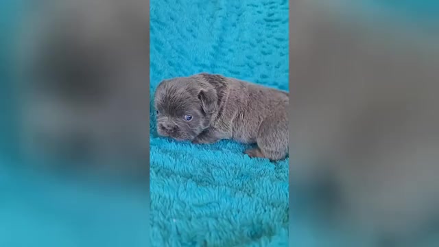 Video preview image #1 French Bulldog Puppy For Sale in LAS VEGAS, NV, USA