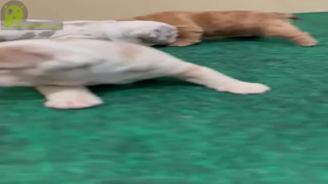 Video preview image #2 English Bulldog Puppy For Sale in NASHVILLE, TN, USA