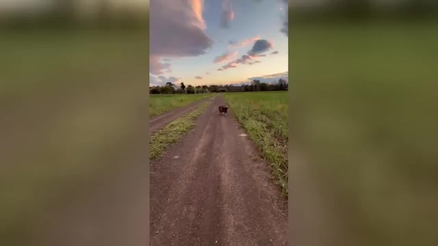 Video preview image #2 German Shepherd Dog Puppy For Sale in NEWVILLE, PA, USA