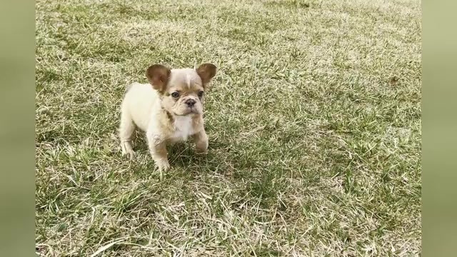 Video preview image #22 French Bulldog Puppy For Sale in WARSAW, IN, USA
