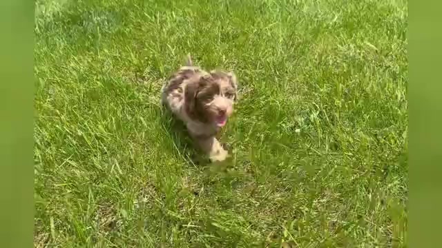 Video preview image #1 Yorkipoo Puppy For Sale in WARSAW, IN, USA