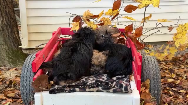 Video preview image #1 Shorkie Tzu Puppy For Sale in WAKARUSA, IN, USA