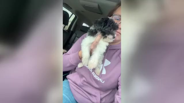 Video preview image #2 Cavapoo (Miniature) Puppy For Sale in MUNFORDVILLE, KY, USA