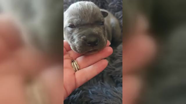 Video preview image #1 Cane Corso Puppy For Sale in HENRY, VA, USA