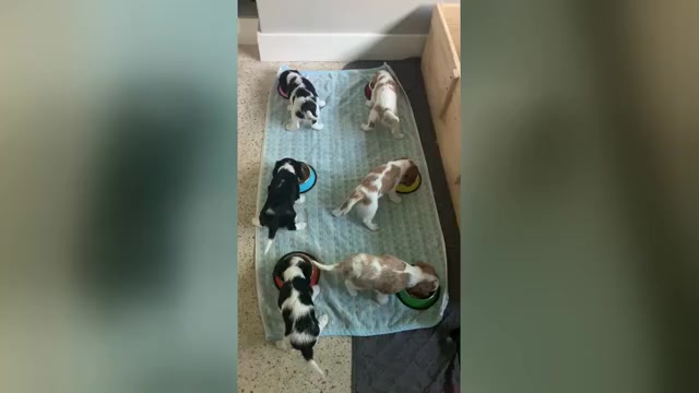 Video preview image #1 Cavalier King Charles Spaniel Puppy For Sale in MIAMI, FL, USA