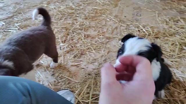 Video preview image #1 Border Collie Puppy For Sale in NORBORNE, MO, USA