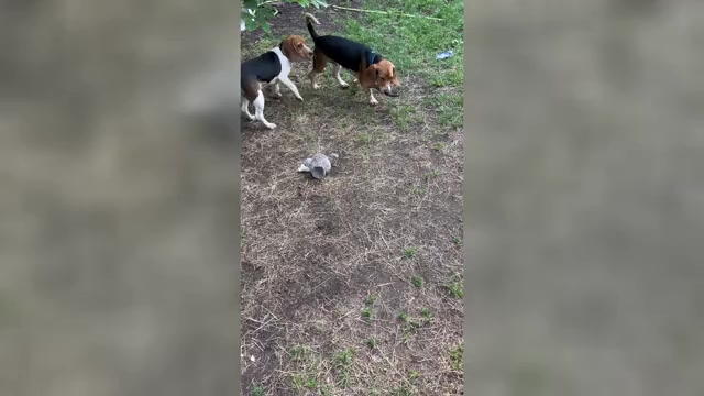 Video preview image #2 Beagle Puppy For Sale in FORT DODGE, IA, USA
